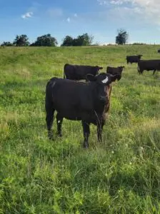 Cox Cattle Co. cows gathered in green pasture