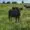 Cox Cattle Co. cows gathered in green pasture
