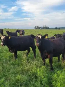 Cox Cattle Co. cattle standing in family-owned field