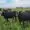Cox Cattle Co. cattle standing in family-owned field