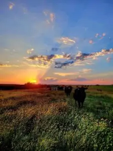 Cox Cattle Co. cows standing in field with an incredible sunset